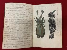 Mary Morland, watercolour of a cuttlefish, c. 1817, from her notebook of specimens.