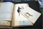 One of the mammal volumes before conservation. Image courtesy of Zoological Society London.