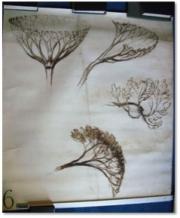 One  of John Ruskin's lecture diagrams.