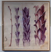 Four studies of buds Four studies of buds