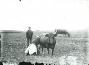 Milking a cow on the Waternish Estate, possibly at Trumpan.