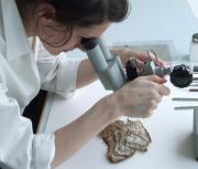Analysing a sheet of the book. Image courtesy of London Metropolitan Archives.