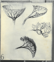 Tree twigs Tree twigs