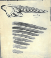Wings and feather. Images courtesy of The Ruskin - Museum, Library and Research Centre. Wings and feather.
