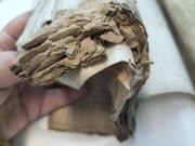 Documents before treatment suffering pest and mould damage causing the paper to fragment