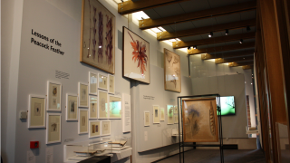 Four studies of buds displayed in The Ruskin's re-launch exhibition in 2019.