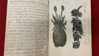 Mary Morland (Buckland's wife), watercolour of a cuttlefish, c. 1817, from her notebook of specimens